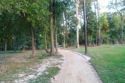 Road amidst trees in forest