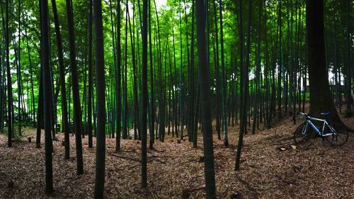 Trees in forest