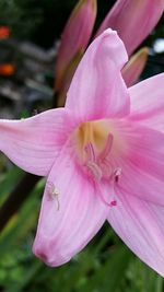 Close-up of pink flower