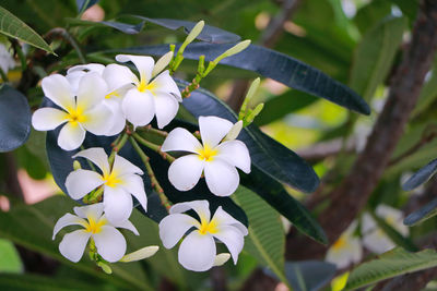 High angle view of white flowers blooming outdoors