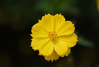 Close-up of fresh yellow flower