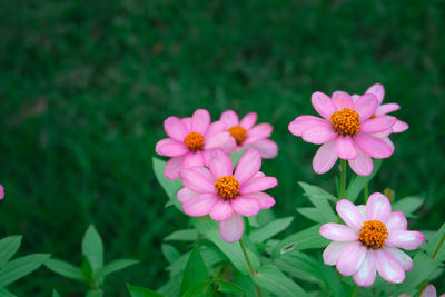 High angle view of pink flowers blooming at park