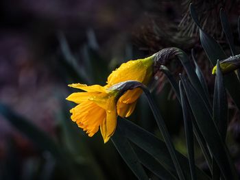 Close-up of yellow flowering plant