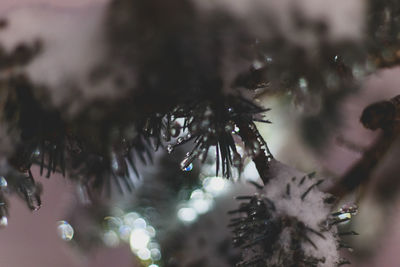 Close-up of christmas tree
