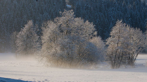 Frozen trees in forest during winter