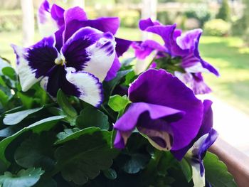 Close-up of purple flowers blooming outdoors