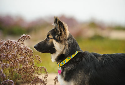 Side view of dog on field 