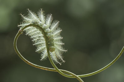 Close-up of fern leaves