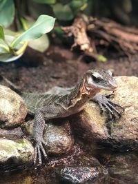 Close-up of lizard on rock