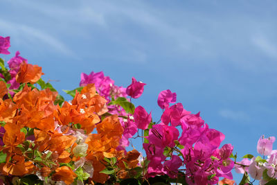 Close-up of pink flowering plants against sky