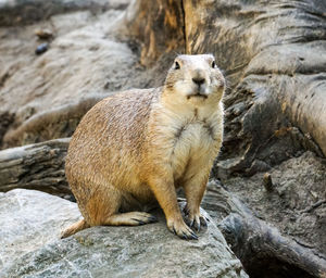 Squirrel sitting on rock