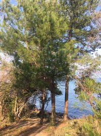 Trees growing in forest against sky