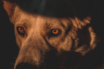 Close-up portrait of a dog