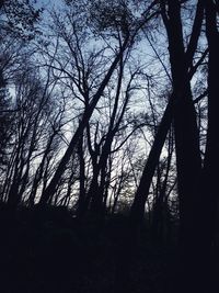 Silhouette of bare trees in forest