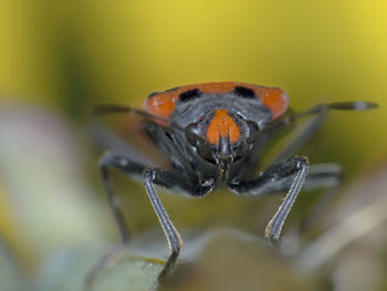 Close-up of insect