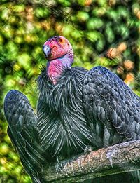 Close-up of bird on land