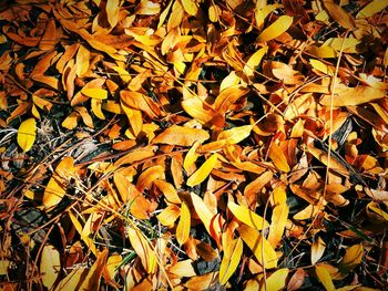 Full frame shot of autumnal leaves