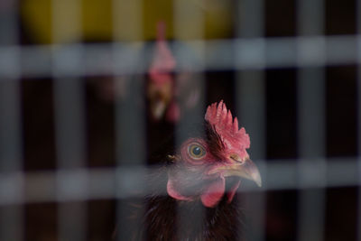 Close-up of rooster in cage