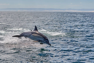 A common dolphin in algoa bay, port elizabeth