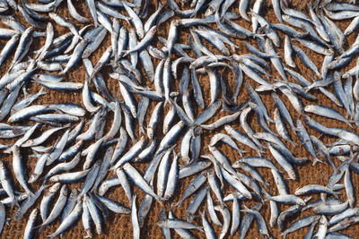 Full frame shot of fish for sale at market