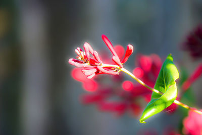 Close-up of pink flowers