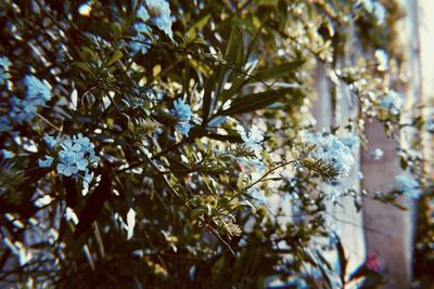 Low angle view of flowering tree