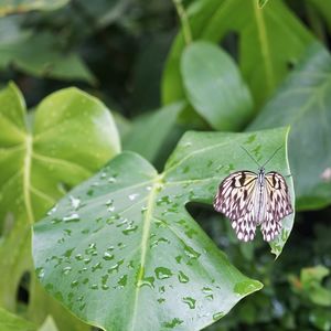 Close-up of butterfly on leaf