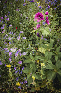 Close-up of purple flowering plants on field