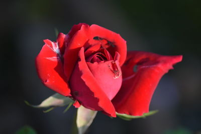 Close-up of red rose