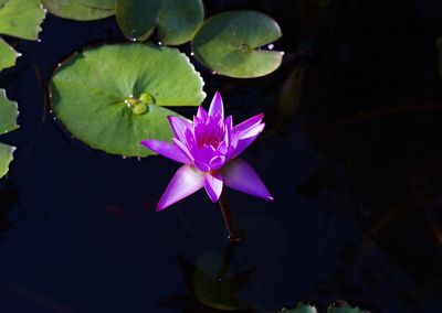 Close-up of lotus water lily in pond