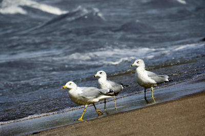 Seagulls perching on a beach