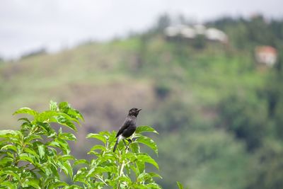 Bird perching on a plant