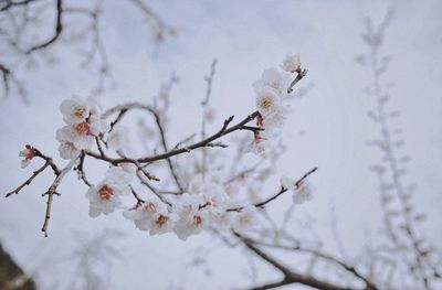 Close-up of white cherry blossoms in spring