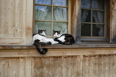 Cat sleeping in a window