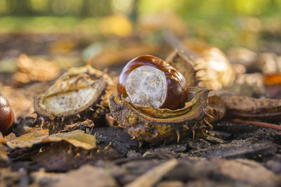 Close-up of chestnut on forestground