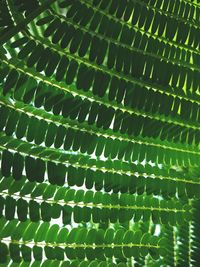 Full frame shot of green leaves