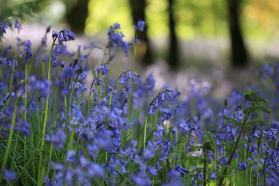 Close-up of purple flowering plants on field