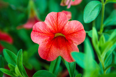 Close-up of red flower blooming outdoors