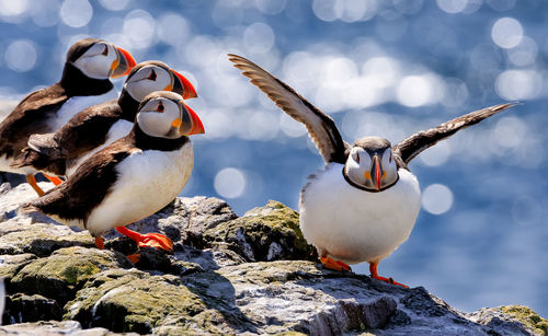 Close-up of seagulls on rock