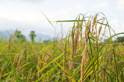 Close up ears of jasmine rice in paddy field