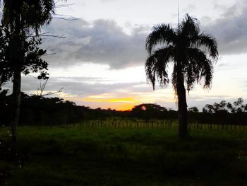 Trees on field against cloudy sky