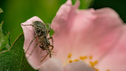 Close-up of insect on flower