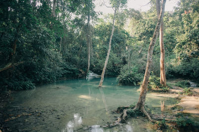 Scenic view of lake in forest