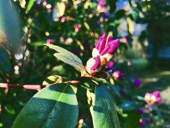 Close-up of purple flowering plant