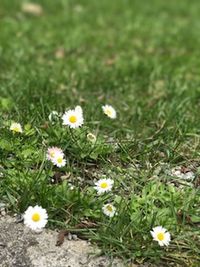 Close-up of fresh wildflowers in field