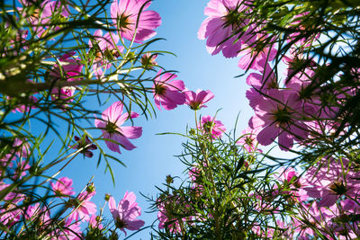 Low angle view of pink flowering plants against sky