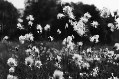 Close-up of flowering plants on field