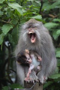 Close-up of monkeys