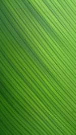 Full frame shot of palm leaves