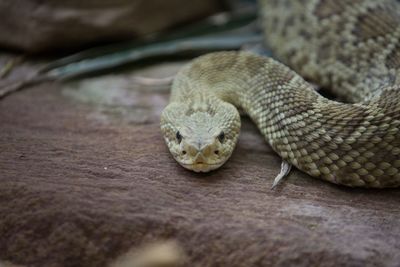 Close-up of snake